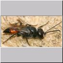 Astata boops - Wanzengrabwespe m08a 9mm.jpg